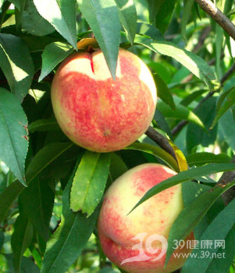 炎热天应多吃的四种食物
